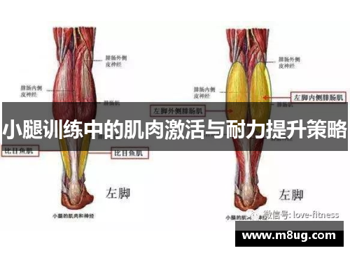 小腿训练中的肌肉激活与耐力提升策略